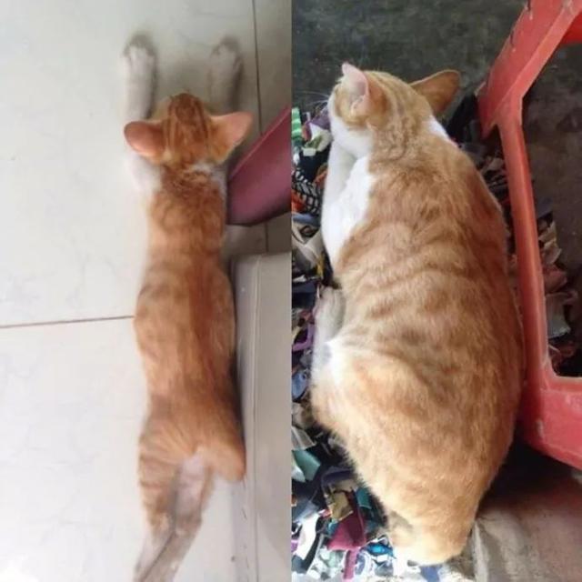 猫咪们和小时候对比,果然还是橘猫更吸引眼球