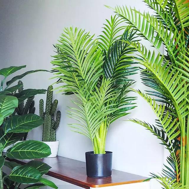 室内高大一些的绿植(室内高大一些的绿植叫什么)