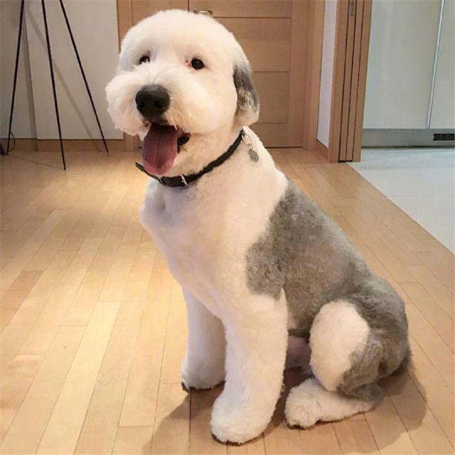 造型|古牧犬|胖子_新浪新闻