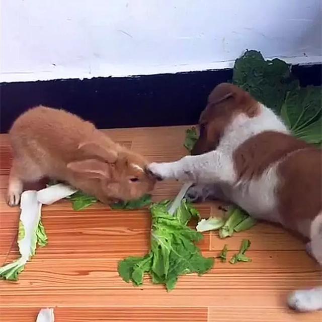狗抢兔子蔬菜吃,吧唧吧唧吃的好香,气的兔子乱转:我打不过它
