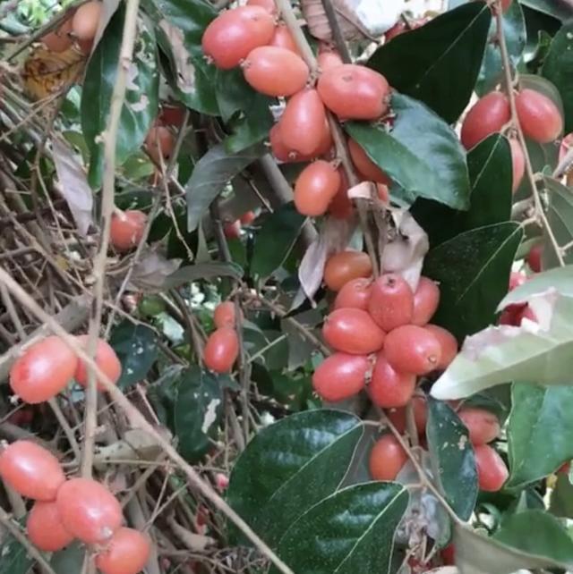 小伙采摘野果学名羊奶果市场售价30元一斤