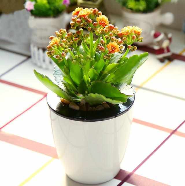 4款最佳家庭盆栽花卉适合新人种植赶快行动让家里绿起来