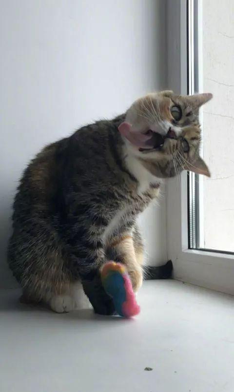 网友有天拍到自家猫一组很沙雕的图片,看第一张就笑屎了