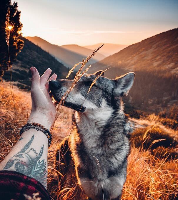 融化了捷克男子带汪星人去旅行记录硬汉狼犬蠢萌瞬间