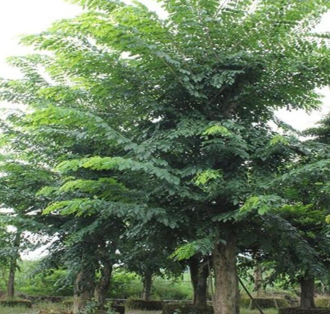 农村家门前别瞎种树,这4种树,镇宅又旺财,后悔没早知道!