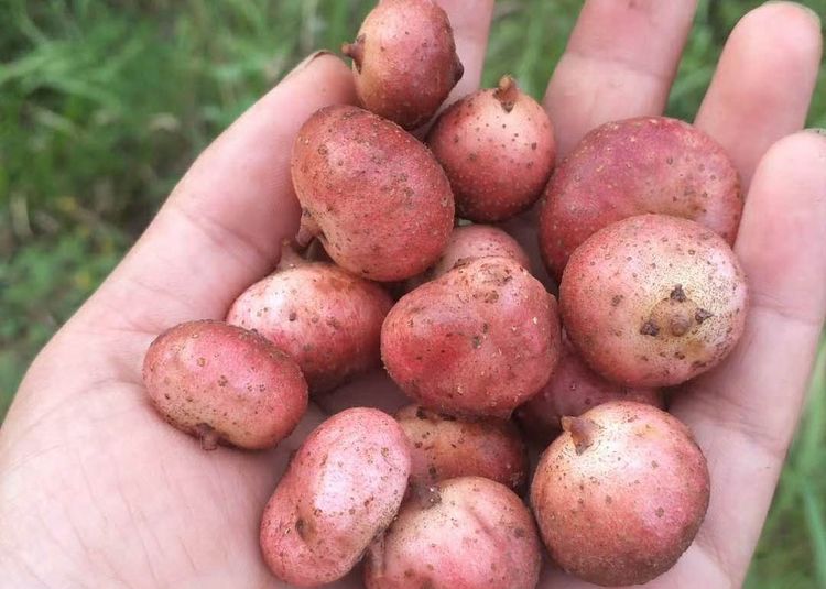 山上常见的野果农村娃都吃过味道奇特了