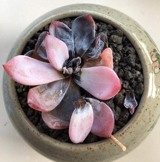 夏季雨后多肉黑腐高发,不要哭让我们先看看专家说该怎么处理?