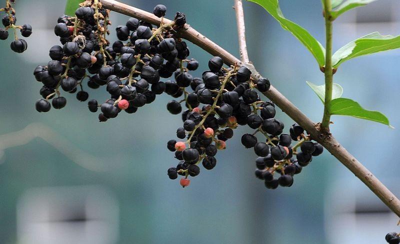 马桑果的果仁有毒千万吃不得,很多人吃的时候不小心咬破了里面的籽