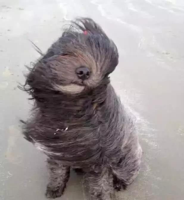 当长毛狗子遇上大风,吹啊吹我的骄傲放纵