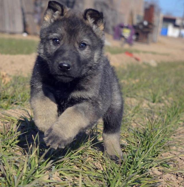 中华土狗一一一昆明犬