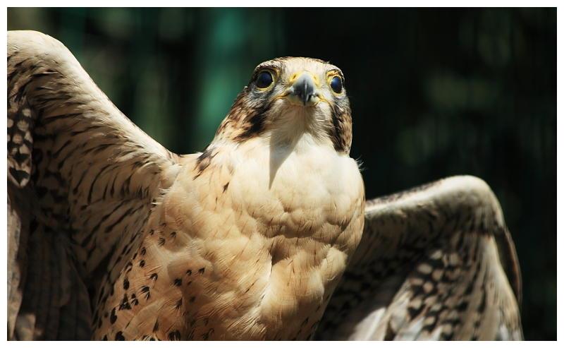 主人想摸摸老鹰的蛋却被老鹰这么对待鹰老鹰不发威你当我