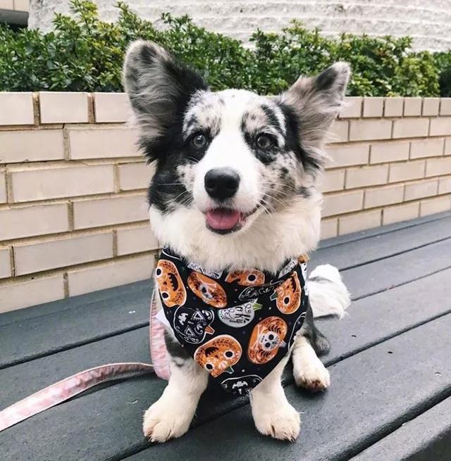 简直就像坠入凡间的小天使……|柯基|柯基犬|墨盒_新浪网