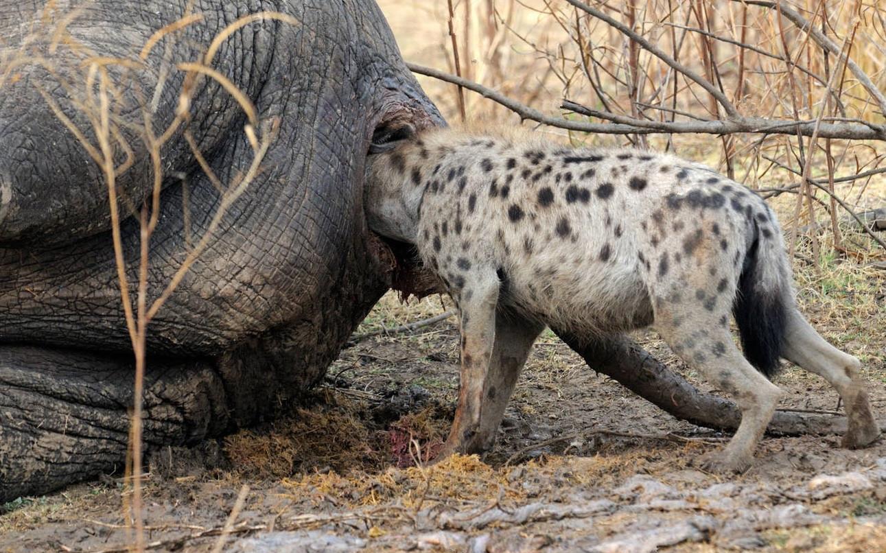 动物世界: 大自然的死亡时刻, 最佩服的还是最后一张!|动物世界|大自