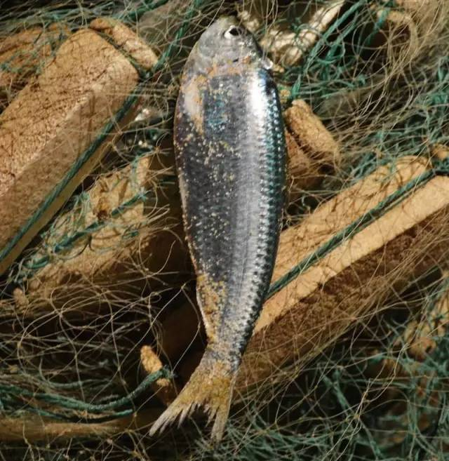 青鳞鱼掖县莱州物美价廉的海味