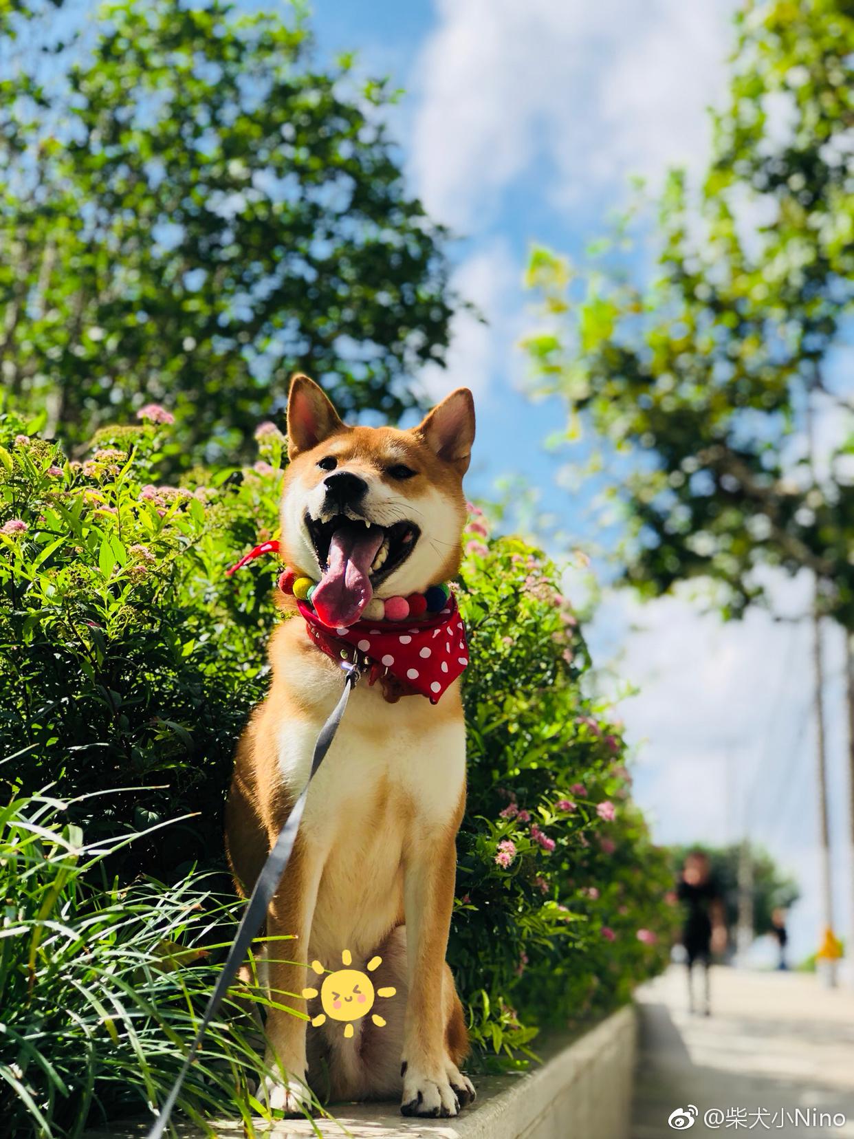 "蓝天与大舌头"