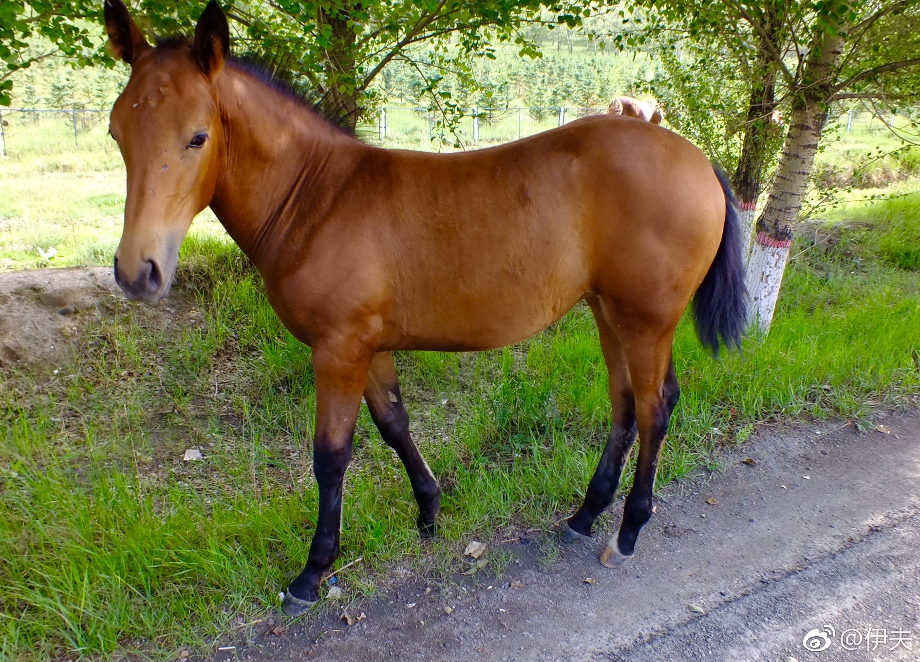 塞外盛开的黄花天路树旁的红马头上永远的蓝天空中飘浮的白云以