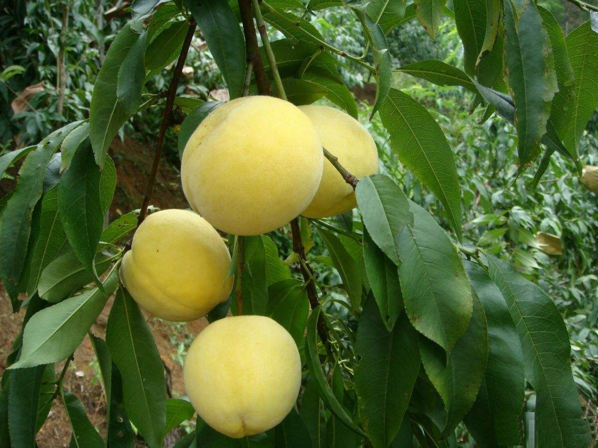 一亩地40棵,一棵树产105斤,一斤6元,农民能信这样的种植项目吗|黄桃