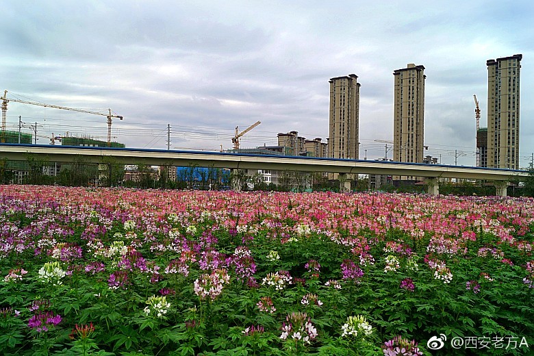 让你惊喜到尖叫的大西安"花田花海"在这里绽放