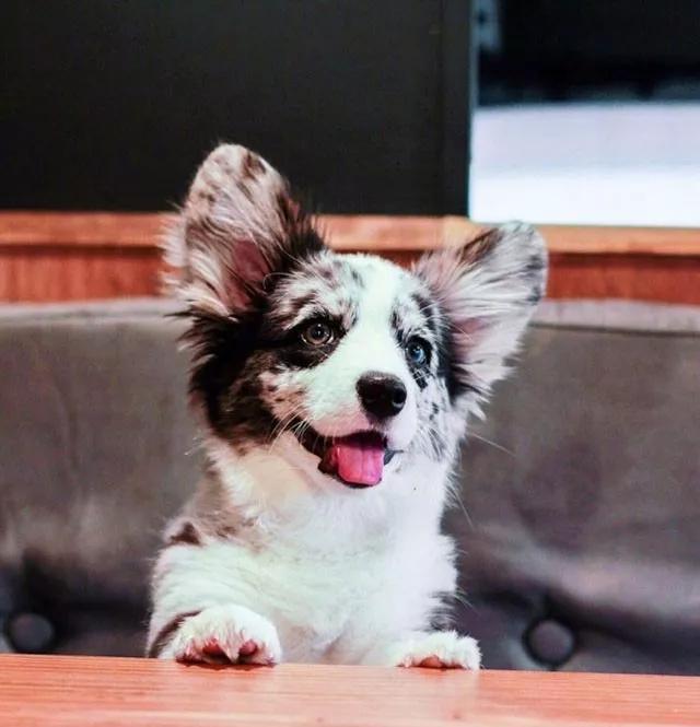 第一次看见黑白灰3色的柯基,简直就像坠入凡间的小天使