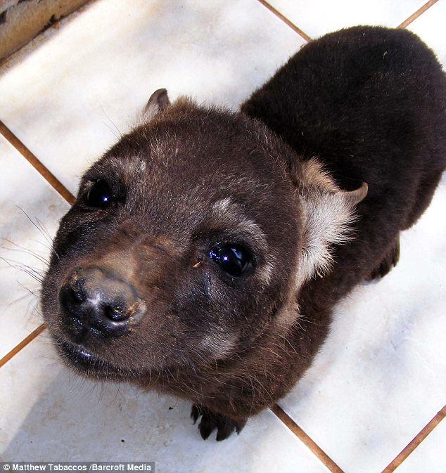 鬣狗超爱洗澡一坐进澡盆就咧嘴大笑,从小被人养大变得像宠物狗