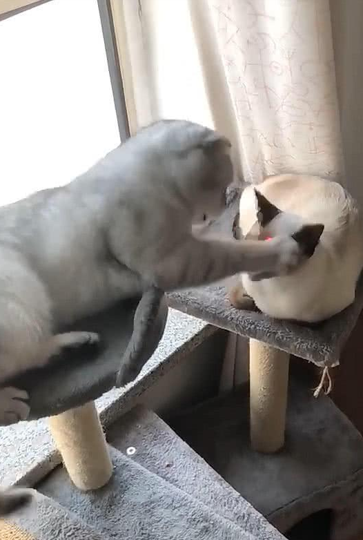 被打的猫咪懵,眼神中写满了,生活终于要对我这只小猫咪下手了