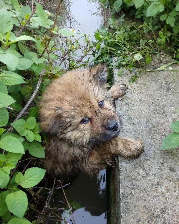 去地里浇水, 竟然巧遇一只小灰狗, 抱回家之后发现不一样的地方