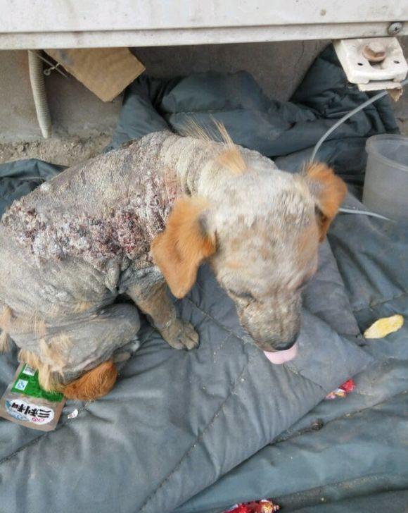 流浪狗一身皮肤病路人躲都来不及, 女孩眼泪汪汪的把它抱回家