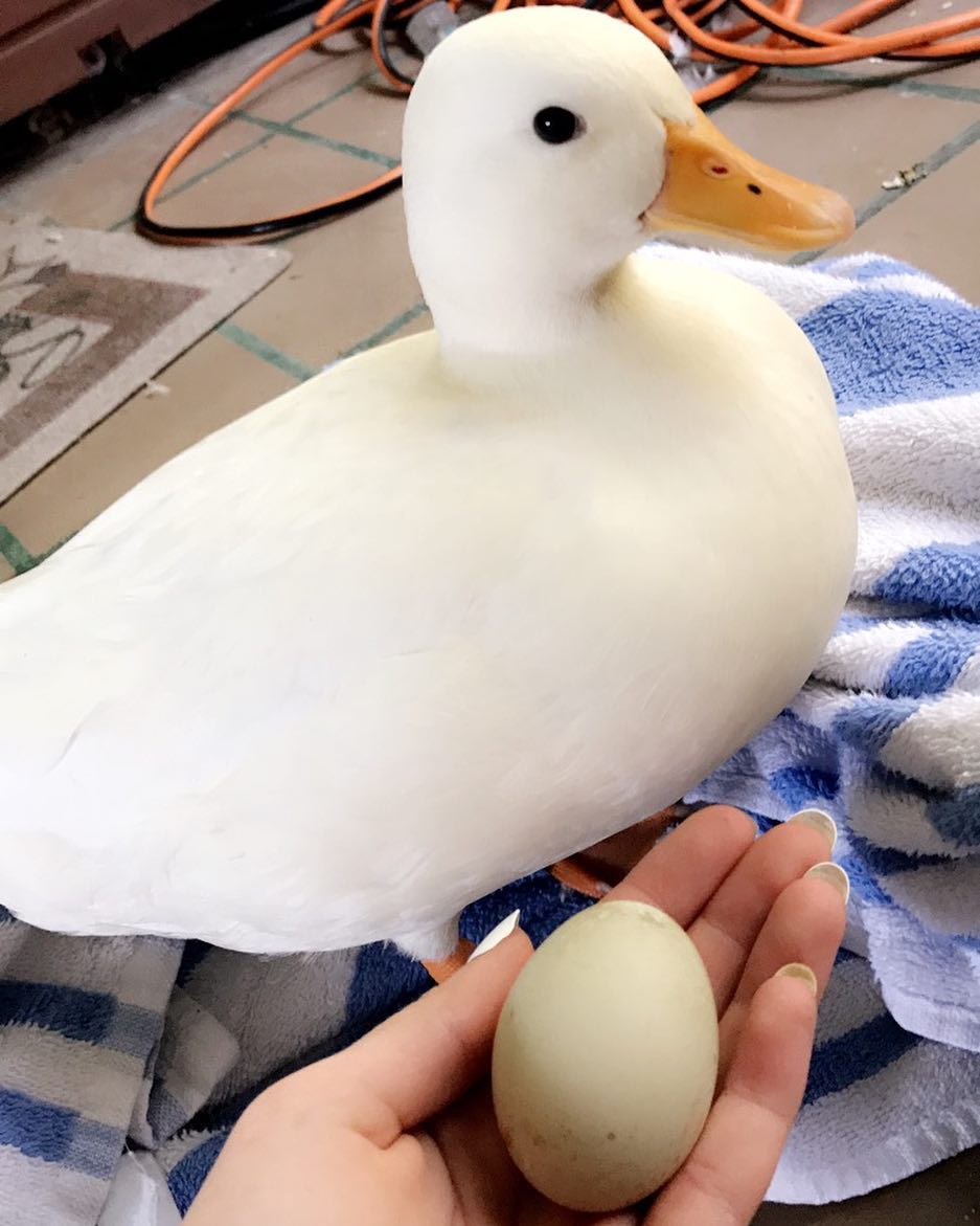 才发现鸭鸭也有这么多萌点不愧是宠物界冉冉升起的新星