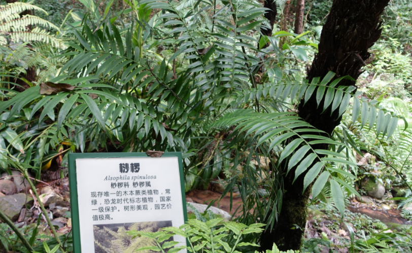 因小失大桫椤是一种远古植物,可在俗世人们眼里,它们只是一些可以提炼