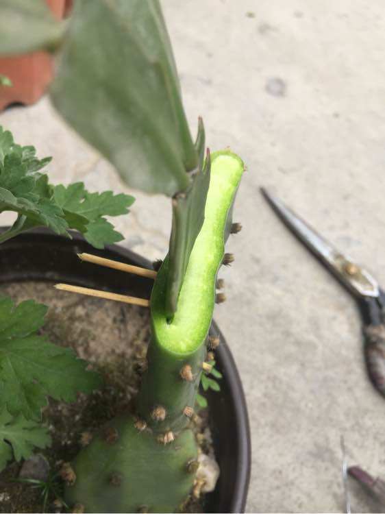 一把刀,两片叶子,仙人掌嫁接蟹爪兰,新手一学就会!