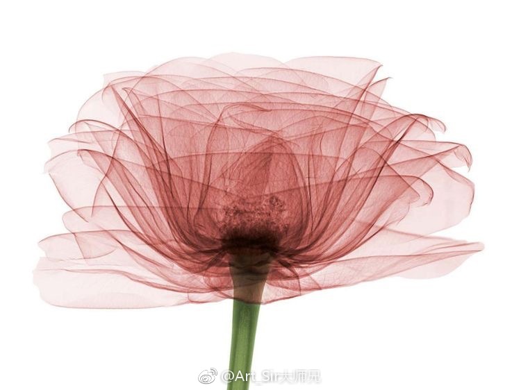 花 脉