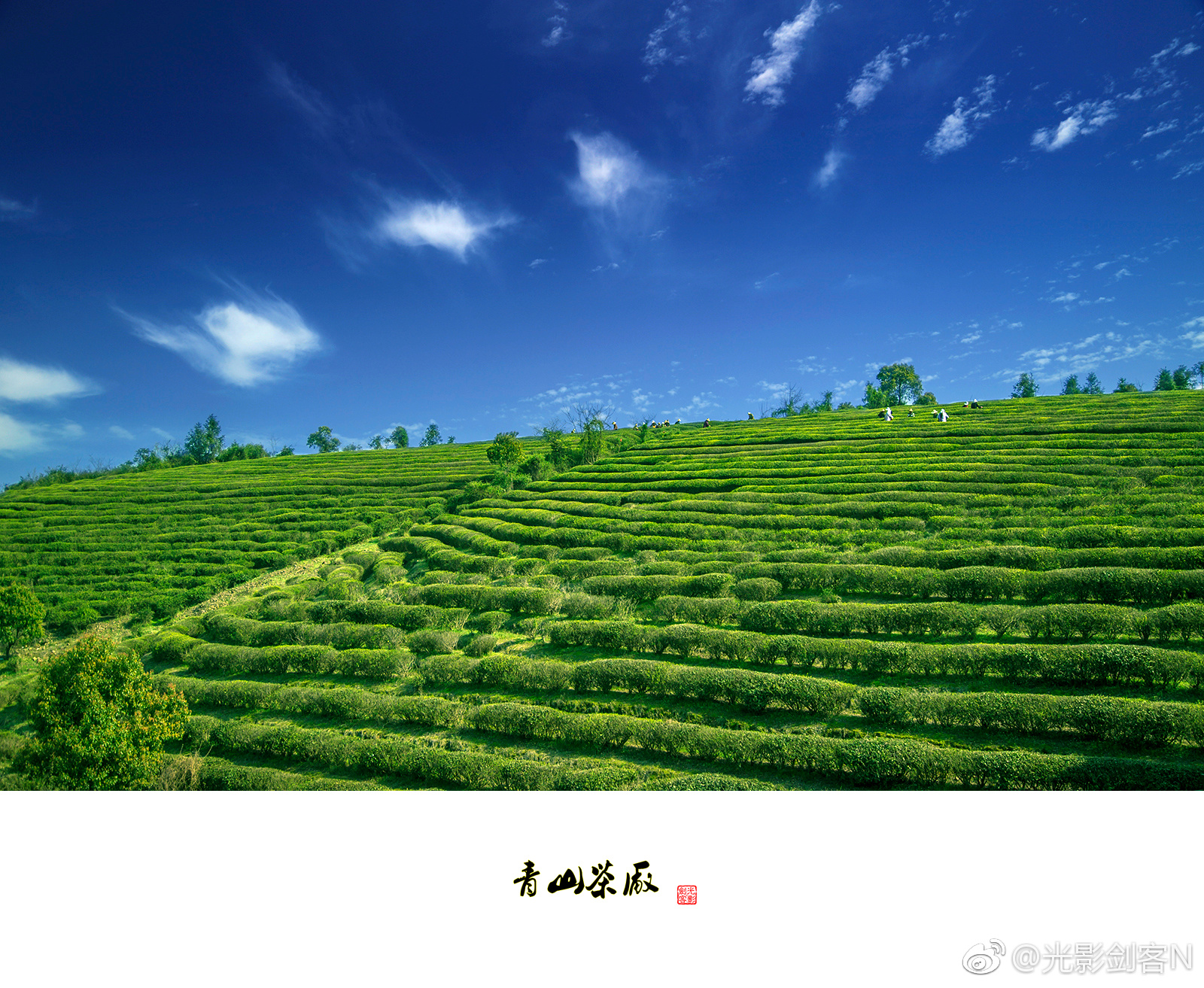 遇见高淳青山茶场，邂逅最美田园风光。_新浪新闻