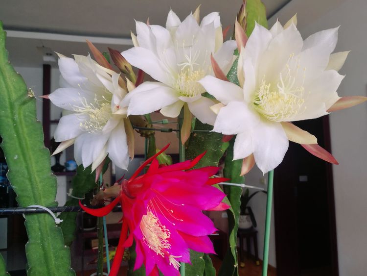 令箭荷花有3喜1怕做好了茎绿又肥厚一盆花开几十朵