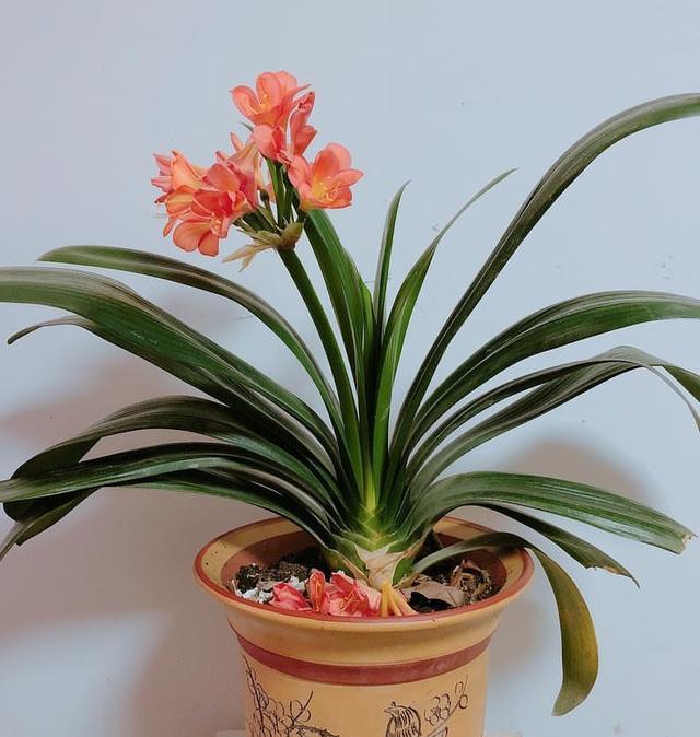 第一:君子兰众所周知客厅在我们的家居环境中是非常重要的一部分,在