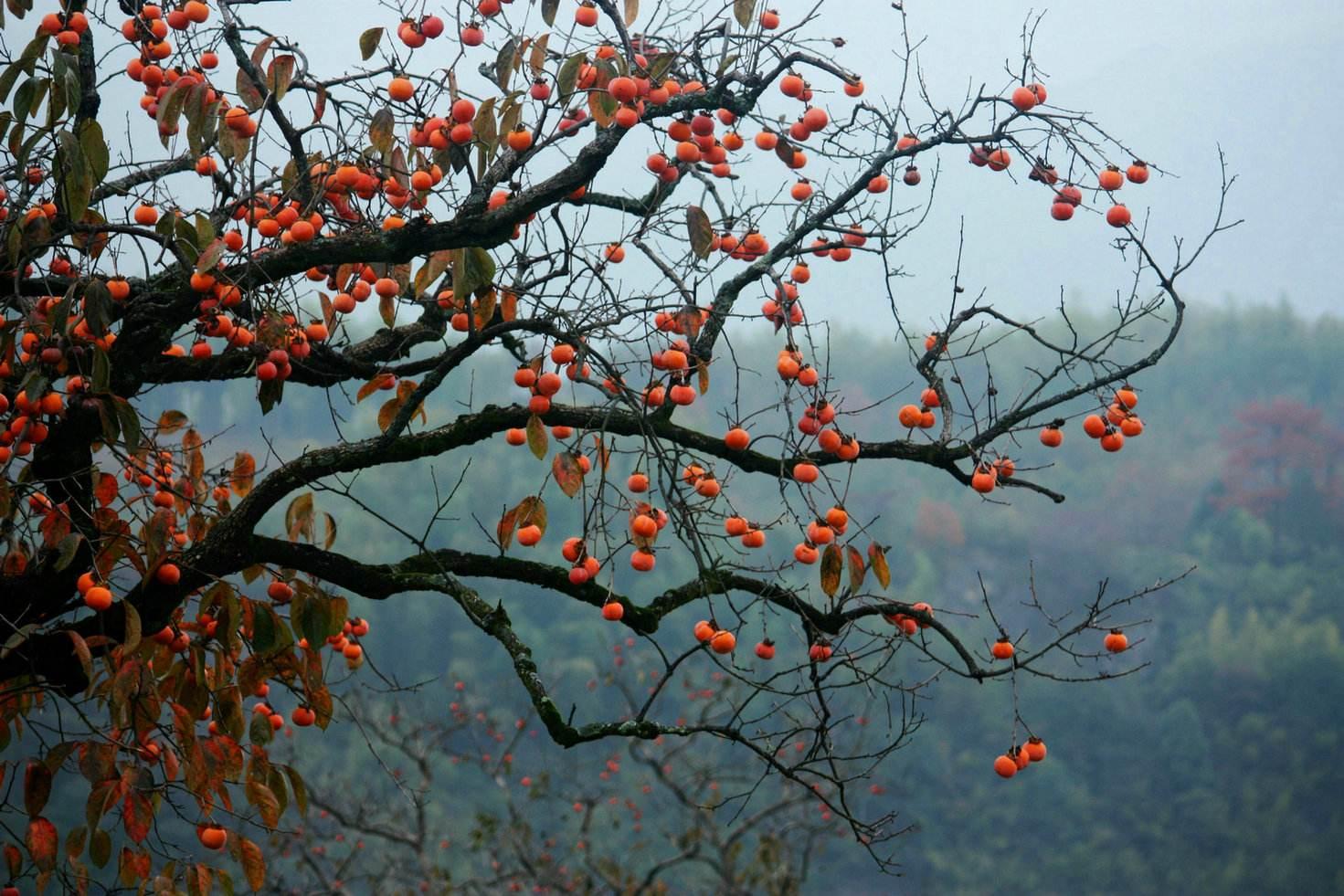 安徽省这个古村落,媲美西递宏村,景美少有人知,还免费