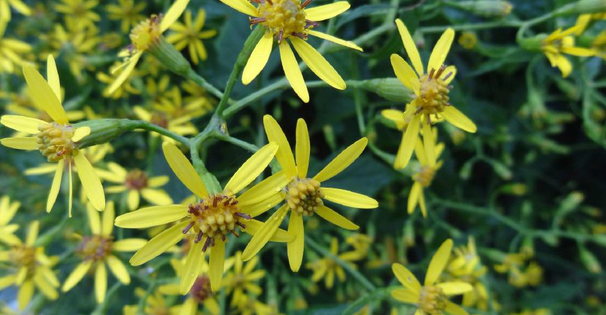 农村常见的野草,长得像小菊花,原来可以清热明目,你见过吗__财经头条