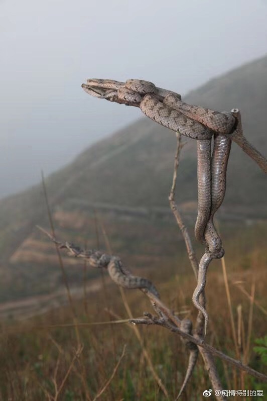 大连蛇岛两万毒蛇 能否抵挡两只平头哥攻击