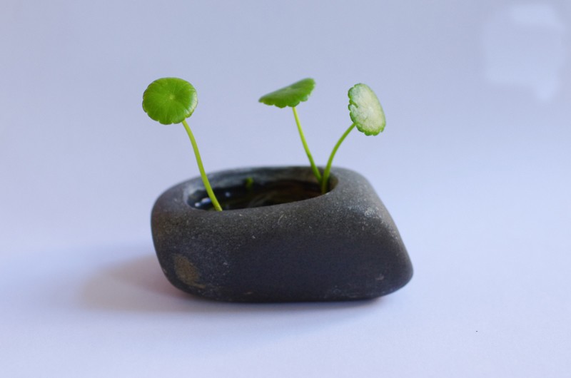 鹅卵石盆栽 水培铜钱草 更石头