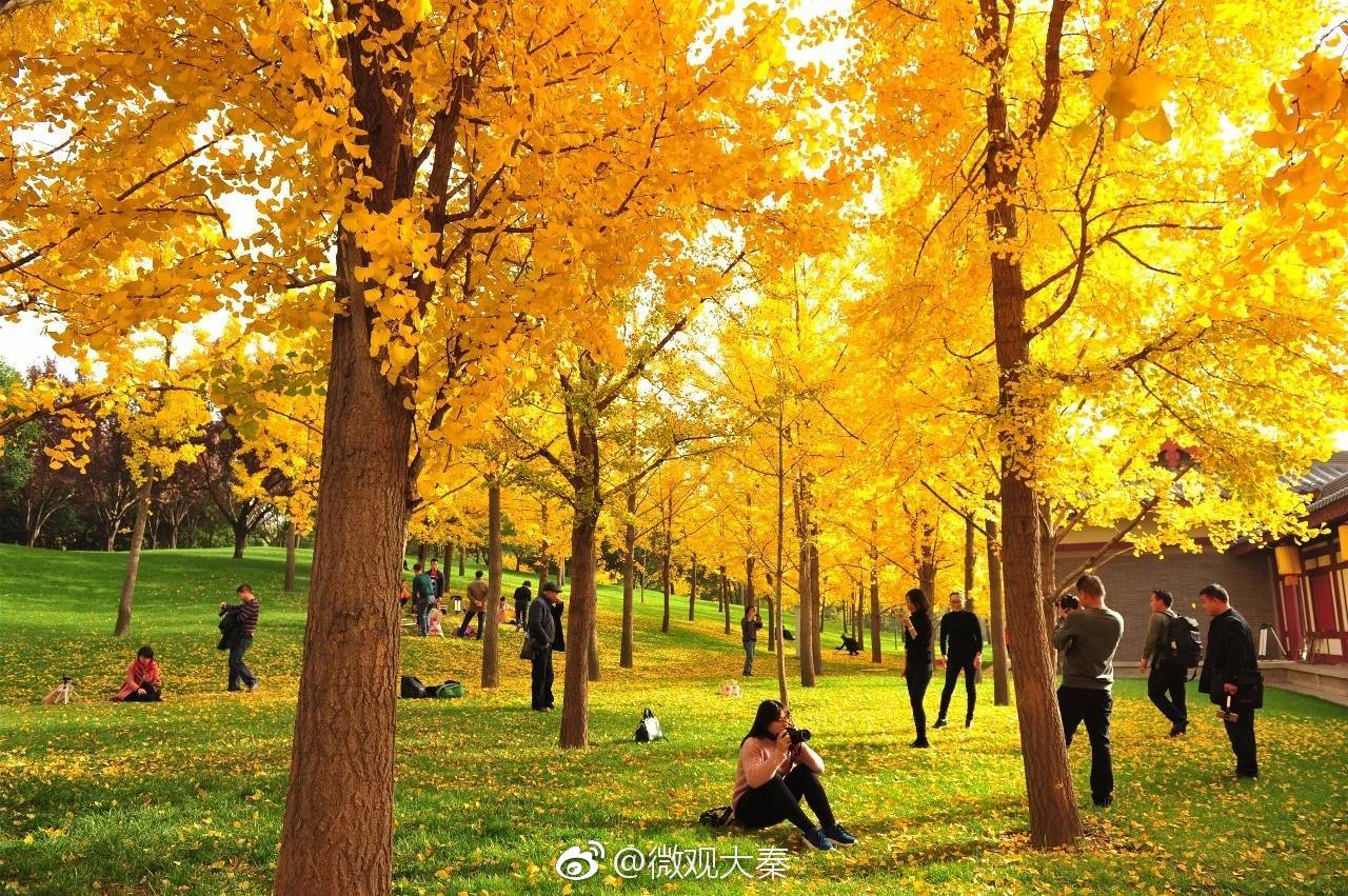 大唐芙蓉园银杏林,是初冬寄来的一张明信片,字迹温润自然