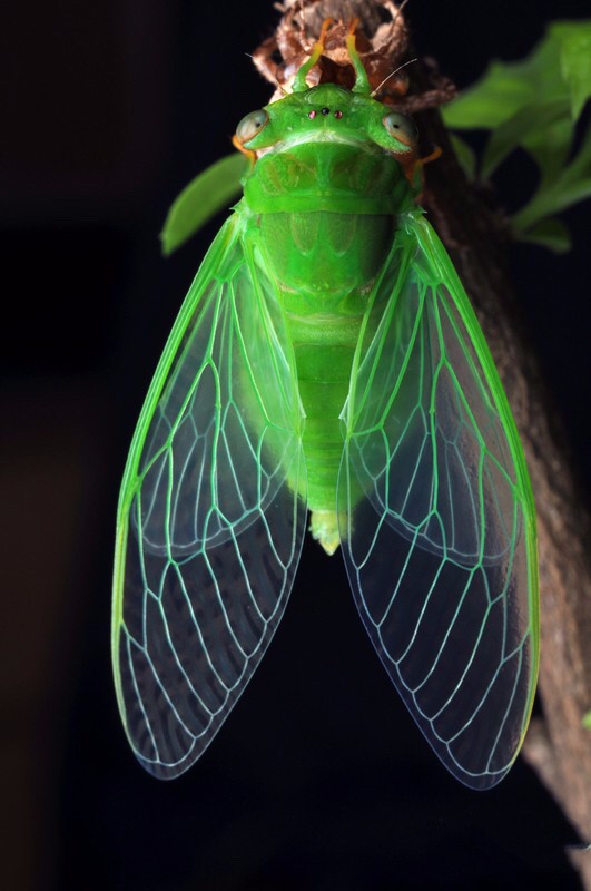 荷香清露坠,柳动好风生|新蝉|绿精灵|高枝_新浪新闻