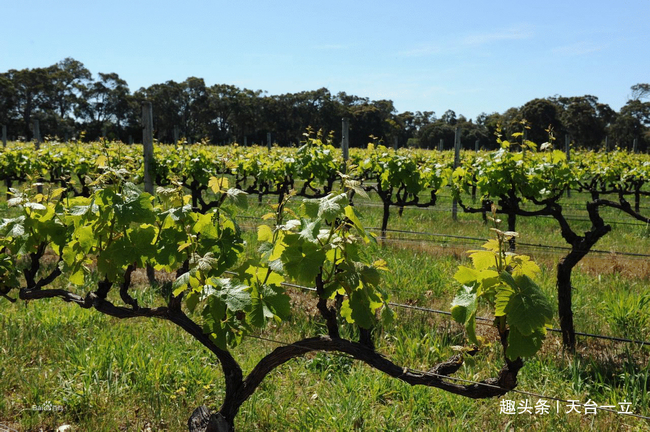 葡萄树上的大绿虫子怎么清除啊