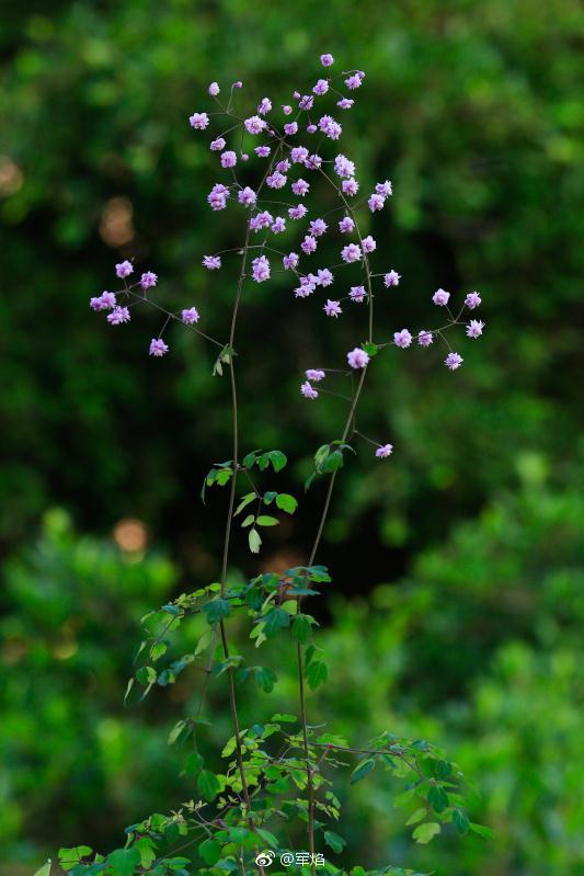 重瓣的唐松草开啦谢谢腊腊返图