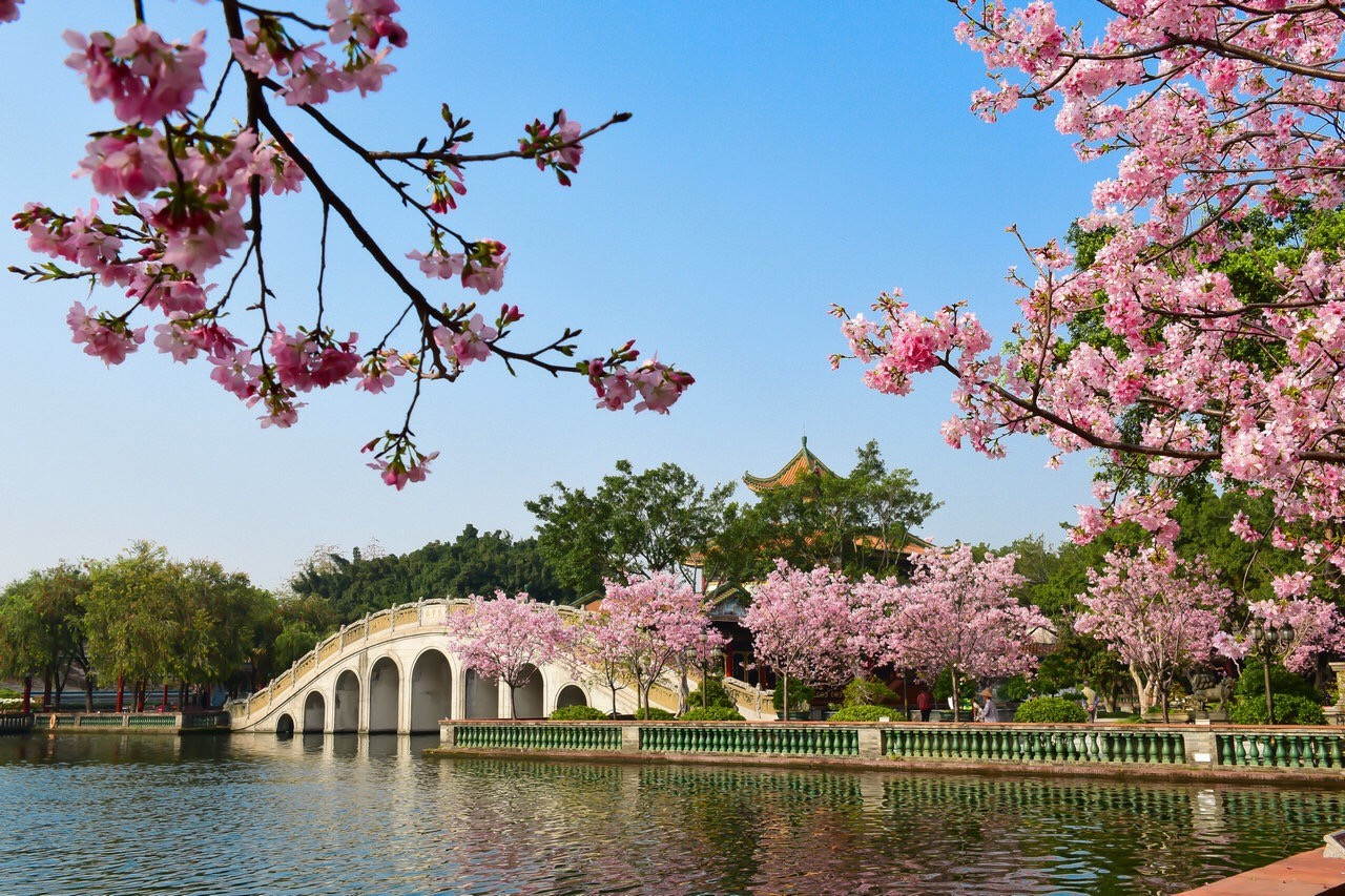 广州的春天宝墨樱姿