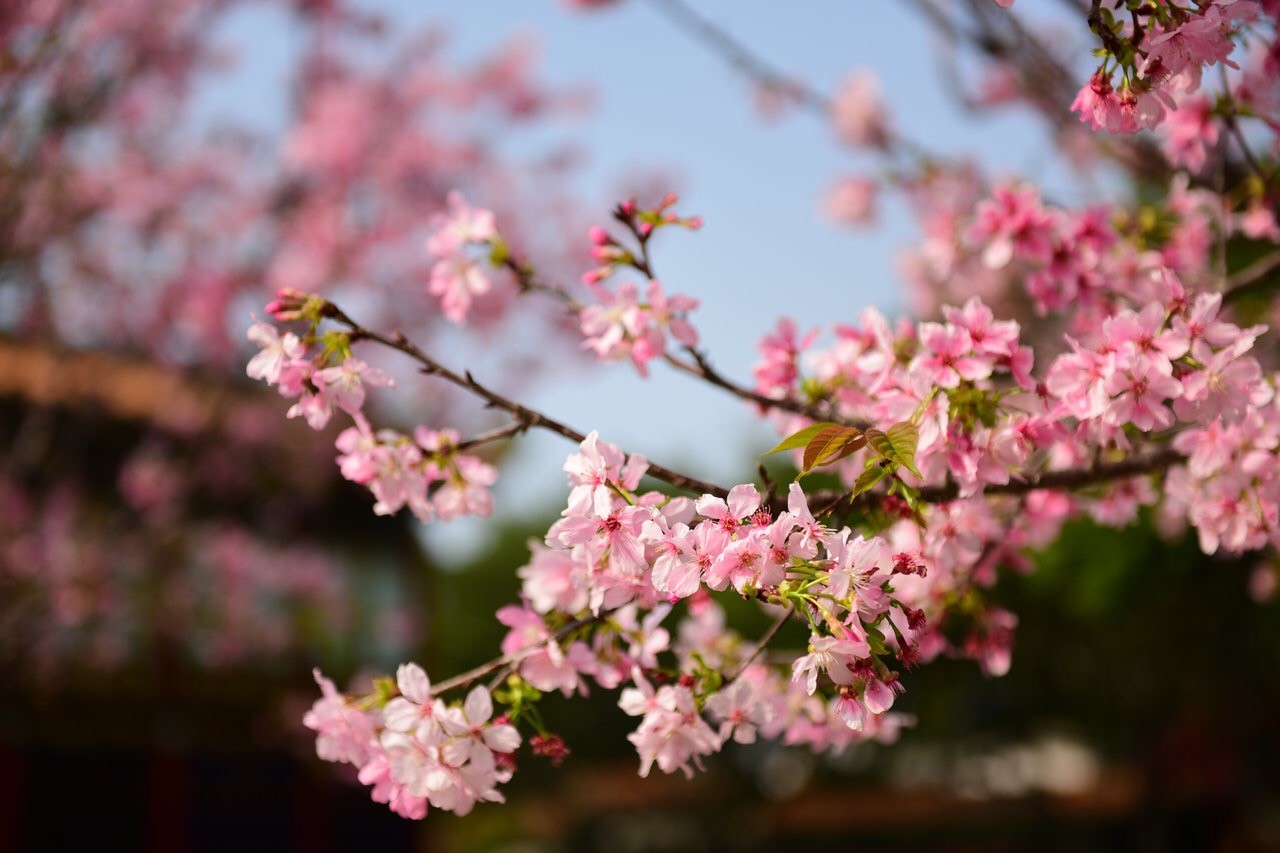 广州的春天宝墨樱姿