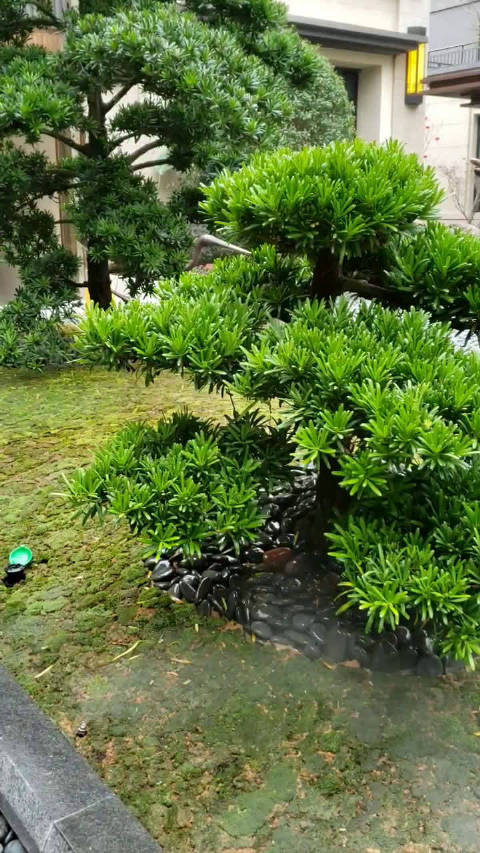 漳浦碧桂园十里江湾别墅,170平方联排别墅单价