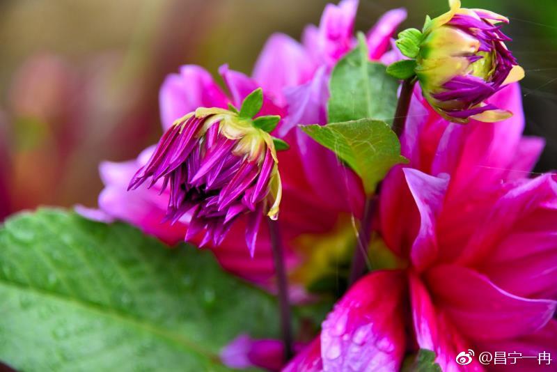 美丽昌宁山村艳遇东洋菊