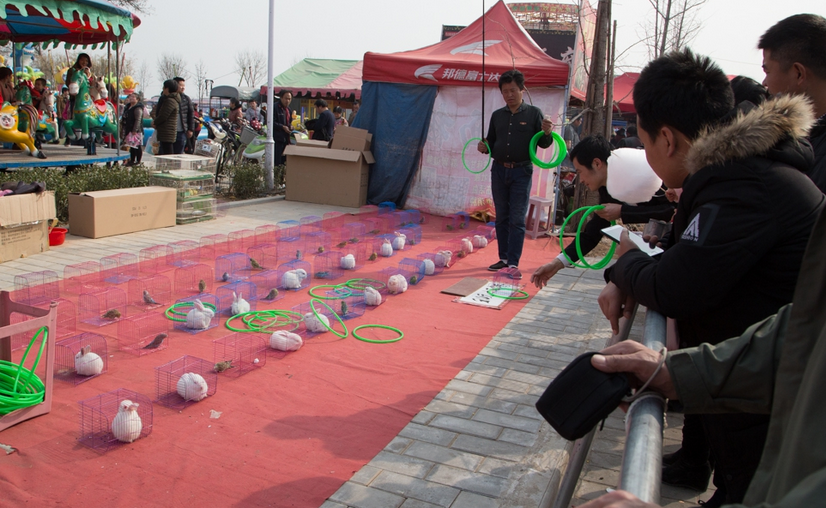 如今的套圈游戏花样挺多,集市上套中小兔给小兔
