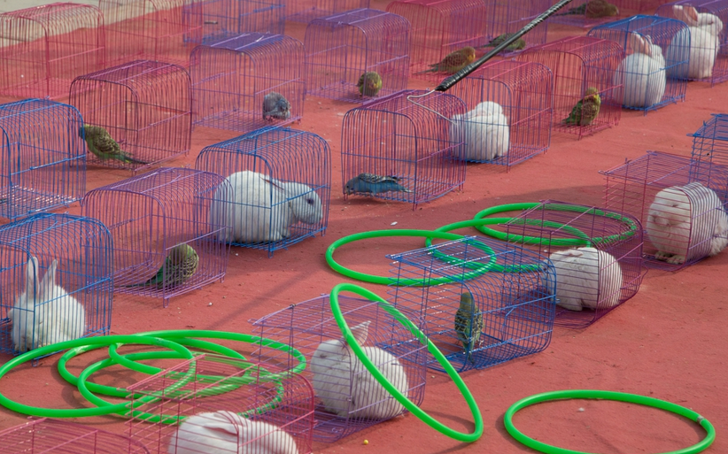 如今的套圈游戏花样挺多,集市上套中小兔给小兔