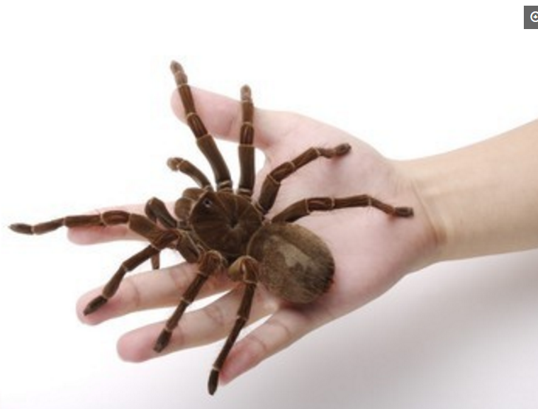 还把自己女友也吓跑了,这宠物太吓人了|宠物|蜘蛛|癖好_新浪新闻