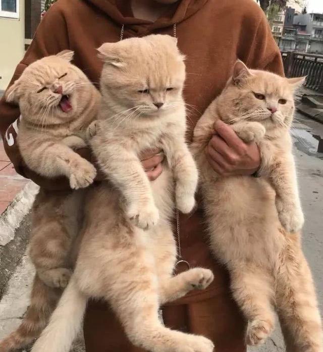 铲屎官徒手抱起了三只橘猫,可是